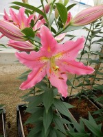 [5361 Uluru DJ No01.JPG]